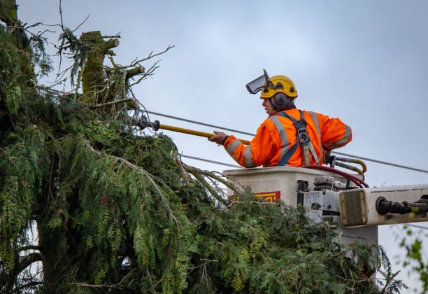 Best Hazardous Tree Removal  in Newark, DE