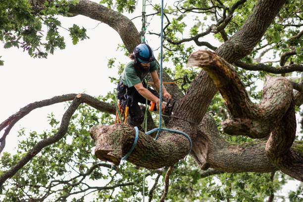 How Our Tree Care Process Works  in  Newark, DE